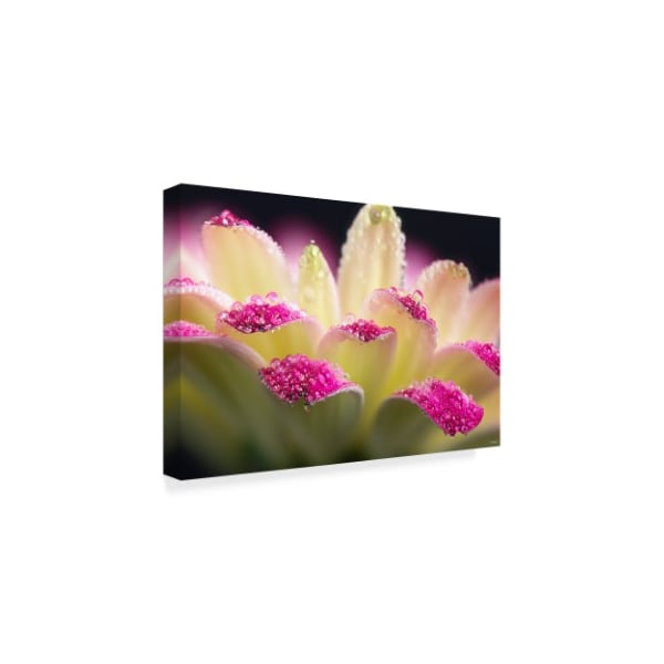 Gordon Semmens 'Water On Flowers' Canvas Art,16x24